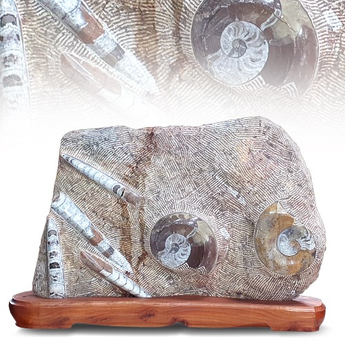 암모나이트 화석(448204)